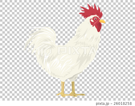 鶏01 鶏01 26018258