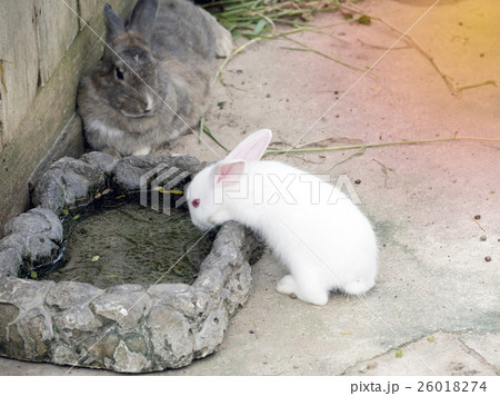 White easter bunny eating water White easter bunny eating water 26018274