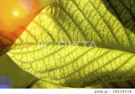 Green leaf pattern on the surface Green leaf pattern on the surface 26018418