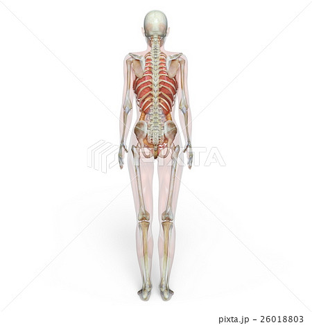 女性人体模型のイラスト素材