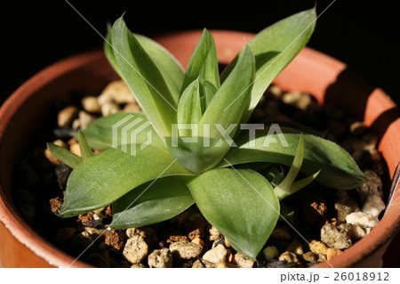 ハオルチア／シンビフォルミス 26018912