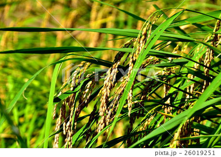 黄金色に実った収穫直前の稲穂 26019251
