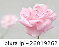 Soft Rose 26019262