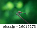 トンボ 26019273