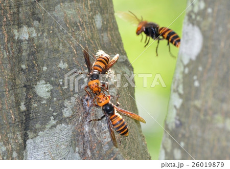 スズメバチ スズメバチ 26019879