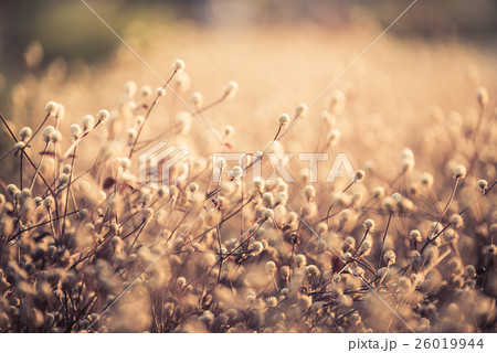 Dentata Ruby vintage color background 26019944