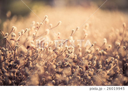Dentata Ruby vintage color background 26019945