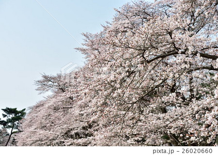 サクラ 26020660