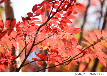 ナナカマドの赤い葉 26021177