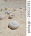 貝の砂浜 26022381