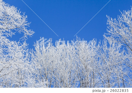 White winter wonderland blue sky frame of trees 26022835