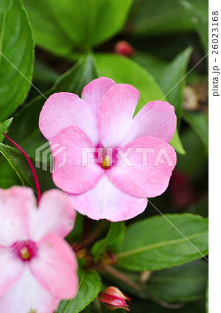 サンパチェンス サンパチェンス 26023168