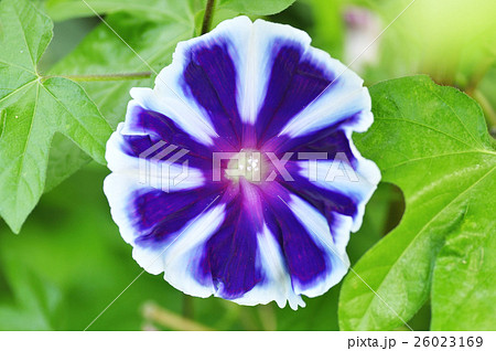 朝顔 朝顔 26023169