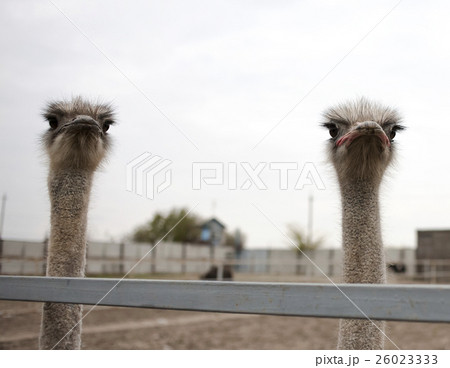 African ostriches behind a fence African ostriches behind a fence 26023333