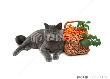 cat and rowan berries in a wicker basket cat and rowan berries in a wicker basket 26023420