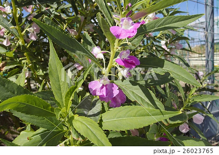 ホウセンカ ホウセンカ 26023765