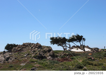 景色の良い道ベスト１０の内に選ばれたカーメルの町の２７キロのカリフォルニア一号線。太平洋の見える林 26023936