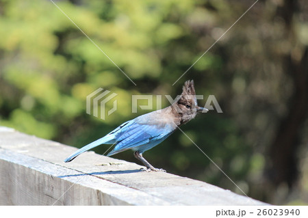 景色の良い道ベスト１０の内に選ばれたカーメルの町の２７キロのカリフォルニア一号線。太平洋の見える林 26023940