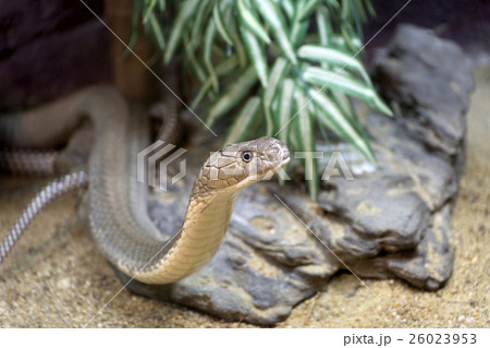 King Cobra King Cobra 26023953