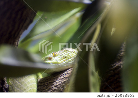 viper snake viper snake 26023955