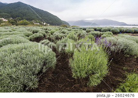 Lavender field at Oishi Park, Kawaguchiko Lake Lavender field at Oishi Park, Kawaguchiko Lake 26024676