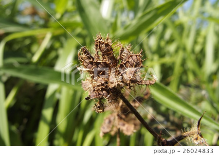 オジギソウの種 26024833