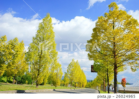 紅葉の街路樹（メタセコイア）４ 26024965