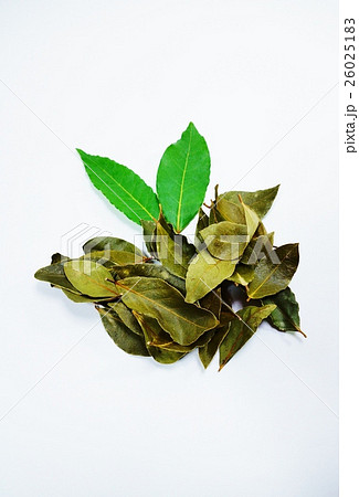 ハーブの背景素材・香り高い月桂樹の緑葉2葉と乾燥葉複数・白バック縦位置 26025183