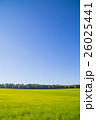 青空　緑 26025441