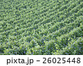 ワイン畑 26025448