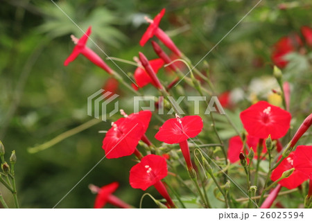 ハゴロモルコウソウ 26025594