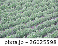 ワイン畑　ブドウ畑　緑　 26025598