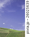 ワイン畑　ブドウ畑　緑　青空 26025639