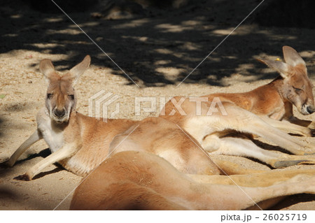 カンガルー 26025719