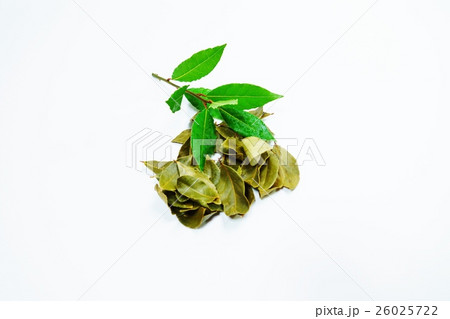 ハーブの背景素材・香り高い月桂樹の一枝と乾燥葉複数・白バック横位置 26025722