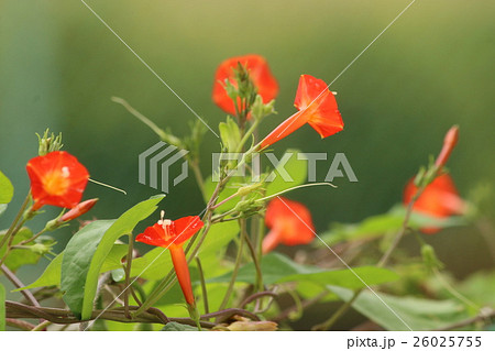 ハゴロモルコウソウ 26025755