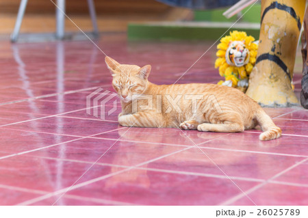 Yellow cat during the relaxing time 26025789