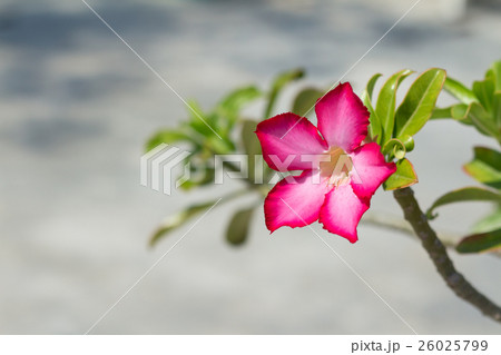 Pink Desert Rose or Impala Lily flower 26025799