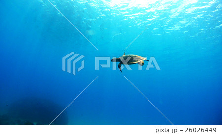 沖縄　阿嘉島のアオウミガメ 水中撮影 26026449