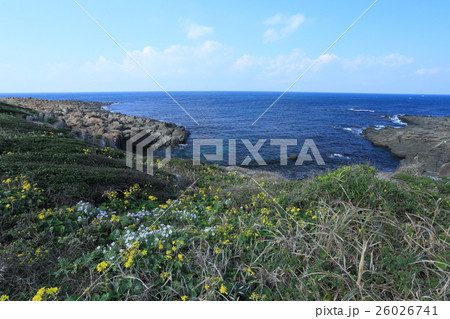 角島　牧崎風の公園　ダルマギク群生地　ツワブキ 26026741