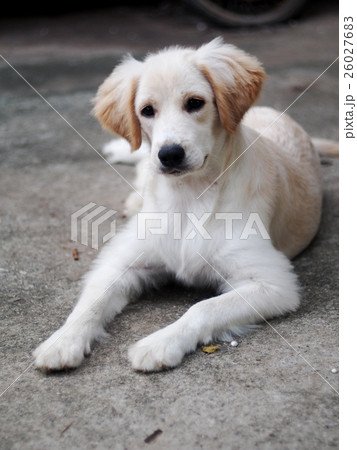 cute lovely compact size crossbreed puppy dog cute lovely compact size crossbreed puppy dog 26027683