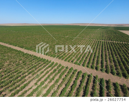 Grape orchards bird's-eye view.  26027754