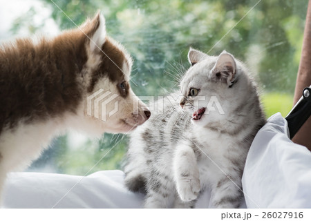 Angry beautiful kitten 26027916