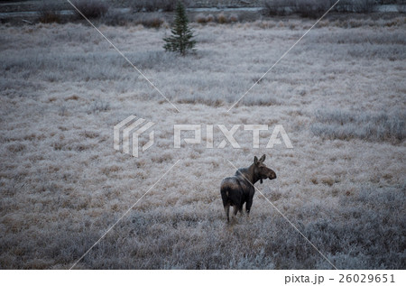 female moose grazes 3 26029651