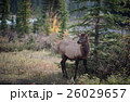 Elk in a medow 1 26029657