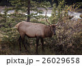 Elk in a medow 2 26029658