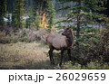 Elk in a medow 26029659