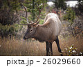 Elk in a medow 5 26029660