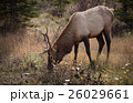 Elk in a medow 7 26029661