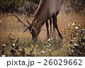 Elk in a medow 6 26029662